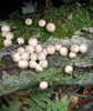 Lycoperdon pyriforme